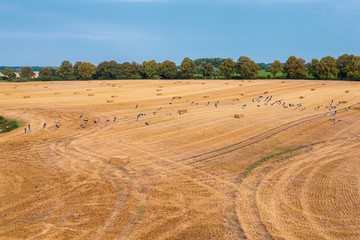 a large group of cranes flying over a mown field in search of food