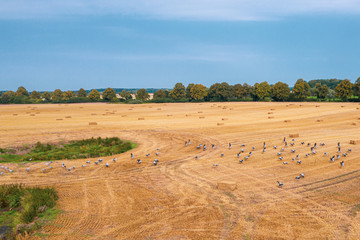 a large group of cranes flying over a mown field in search of food