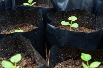 Green melon tree in Planting bag