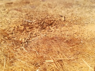 field of wheat