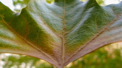 Macro of a Maple Leaf in Autumn starting to turn brown