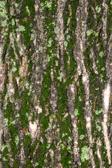 Obraz premium Closeup Tree Bark Texture With Moss
