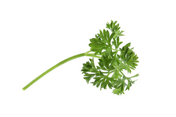 Fresh green organic parsley on white background