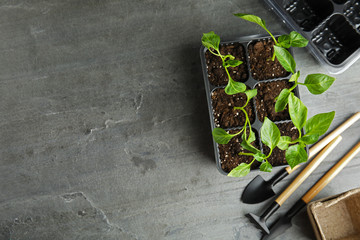 Flat lay composition with vegetable seedlings in plastic tray on grey table. Space for text