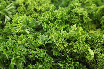 Fresh green organic parsley as background, closeup