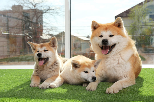 Adorable Akita Inu Dog And Puppies On Artificial Grass Near Window