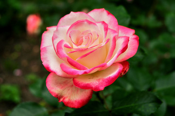 Rose red with white
