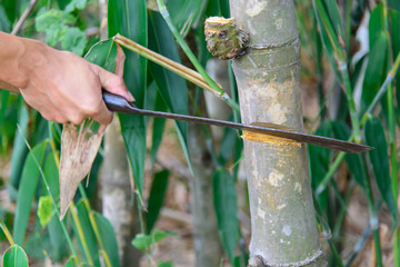 cut down the bamboo trees by chopping knife