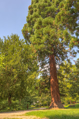 Mammutbaum - Sequoiadendron giganteum