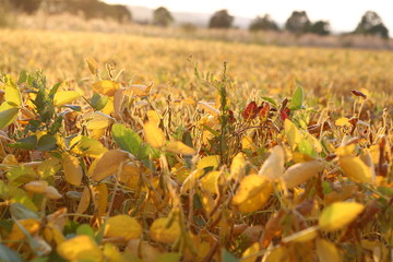 Ripe golden brown soybean on soybean plantation, at sunset, closeup. Soybean plant. Soy pods. Soybean field in golden glow