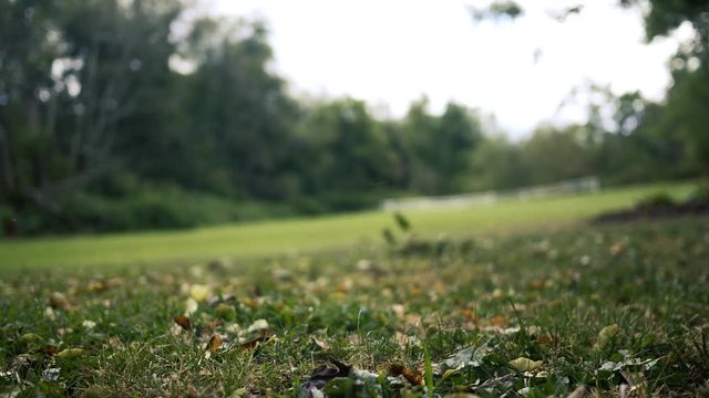 White cat chases something off camera in backyard
