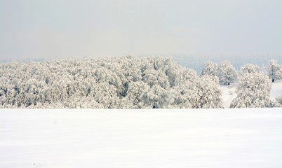snow covered trees
