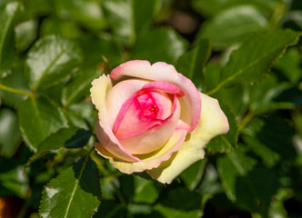 beautiful flowers in nature in the botanical garden