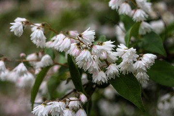 beautiful flowers in nature in the botanical garden