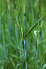 beautiful flowers in nature in the botanical garden