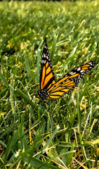 Butterfly sitting in the grass