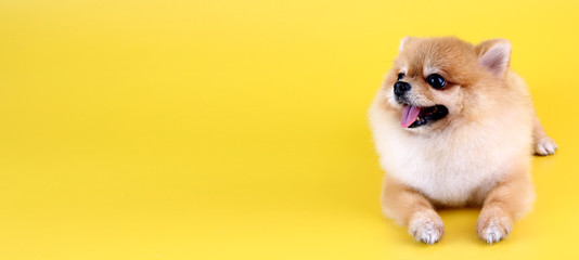 Pomeranian dog with yellow backdrop.