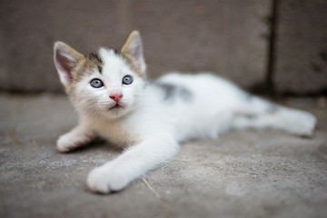 Fototapeta na wymiar White little kitten lies on a stone floor and looks up