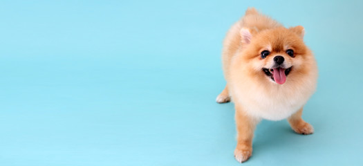Pomeranian dog with blue backdrop.