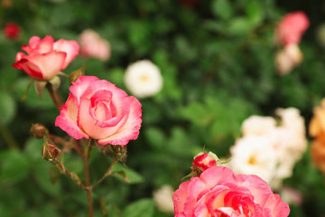 Beautiful blooming roses in garden on summer day