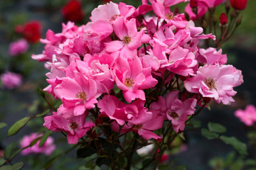 beautiful flowers in nature in the botanical garden