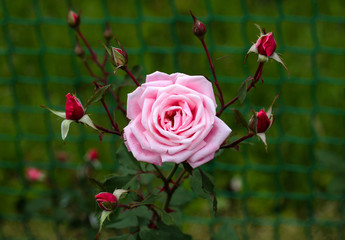 beautiful flowers in nature in the botanical garden