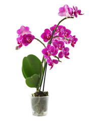Naklejka na ściany i meble Beautiful tropical orchid flower in pot on white background