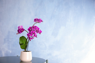 Flowerpot with blooming orchid on table against blue background, space for text