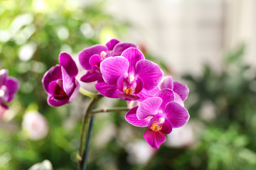 Naklejka na ściany i meble Beautiful blooming orchid on blurred background, closeup view