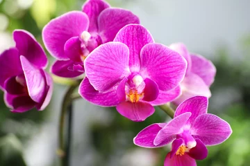 Foto op Canvas Beautiful blooming orchid on blurred background, closeup view © New Africa