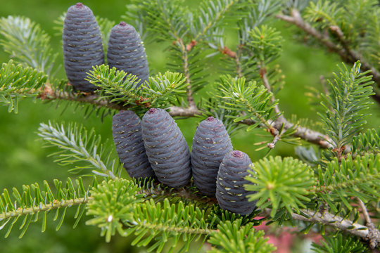 Beautiful blue cones at the korean pich