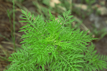 Ragweed plant (Ambrosia genus) outdoors. Seasonal allergy