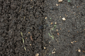 Loose black earth close-up in the garden