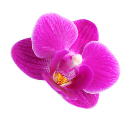 Fototapeta premium Beautiful pink orchid flower on white background