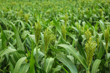 Obraz premium Green corn plants growing on field. Organic farming
