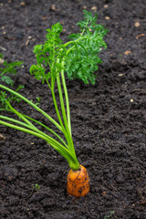 Ripe orange carrots in the soil