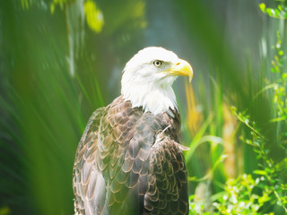 Obraz premium Bald Eagle Green Grass