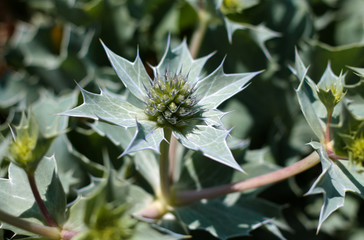 beautiful flowers in nature in the botanical garden