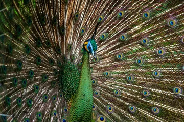 Fotobehang beautiful peacock © nikorn