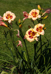 beautiful flowers in nature in the botanical garden