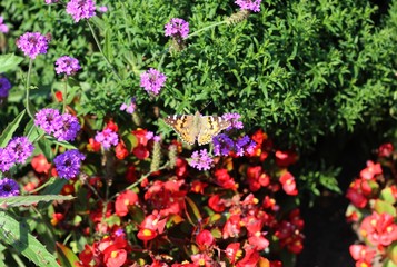 Obraz premium Schmetterling
