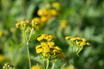 Tansy (Tanacetum vulgare) yellow flowers macro