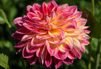 Obraz premium beautiful flowers in nature in the botanical garden