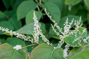 Reynoutria white flowers and leaves