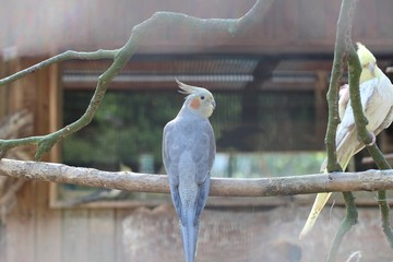 Schöner Vogel