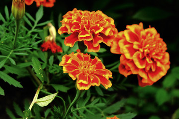 Marigolds in the garden
