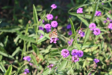 Schmetterling