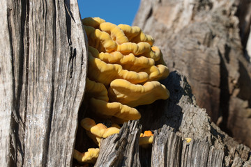 orange  fungus on tree - laetiporus sulphureus, sulphur shelf