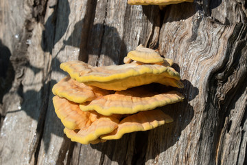 orange  fungus on tree - laetiporus sulphureus, sulphur shelf
