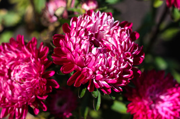 beautiful flowers in nature in the botanical garden